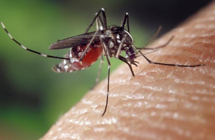     Premier cas de dengue confirmé en Martinique 

