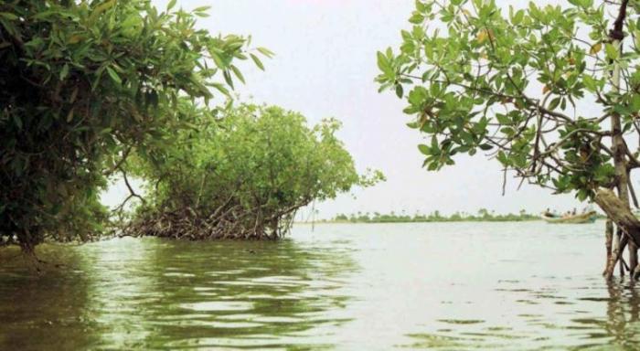     Quel mal touche les crabes de la mangrove du Moule ?

