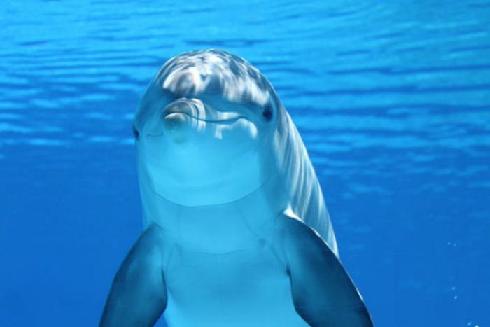     Un dauphin aperçu dans les eaux de Morne-à-l'Eau 

