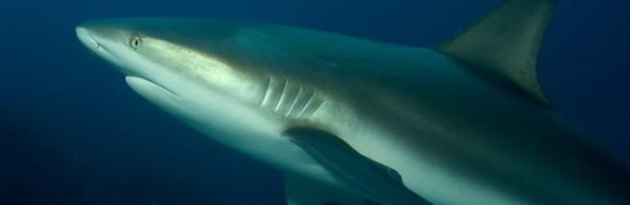     Une grande enquête sur les requins et les raies en Martinique

