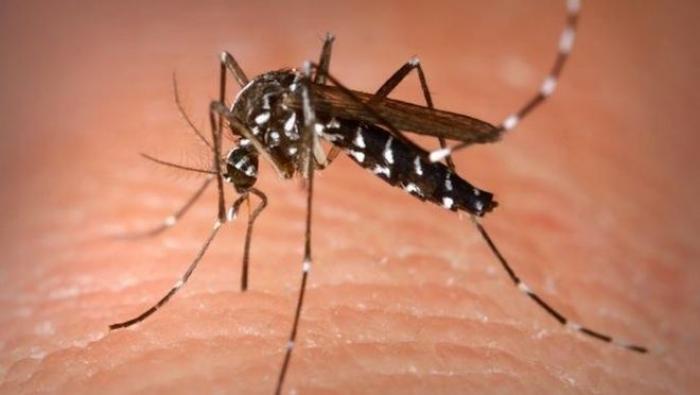     Vers un retour possible de la dengue en Martinique ? 

