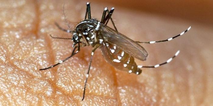     Zika : 1710  cas en Martinique et 700 cas en Guadeloupe

