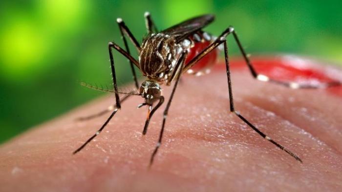     Zika : la propagation du virus continue 

