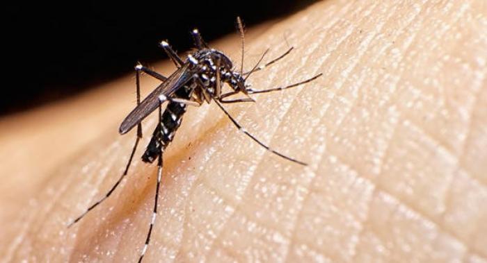     Zika :  le nombre de cas est en baisse


