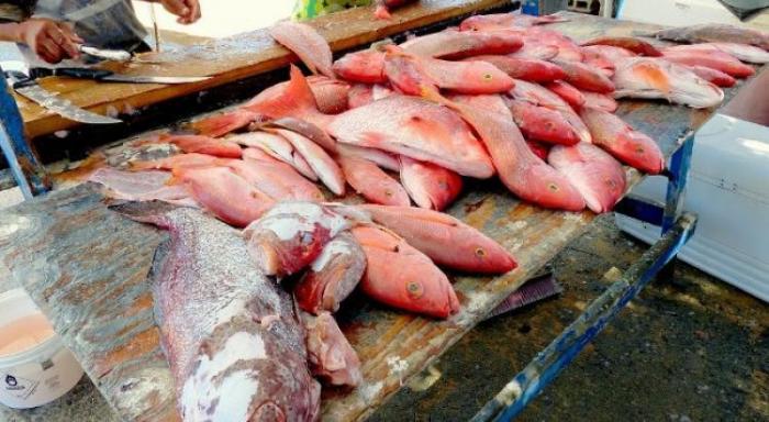     Zones interdites à la pêche : le directeur de la mer s'exprime

