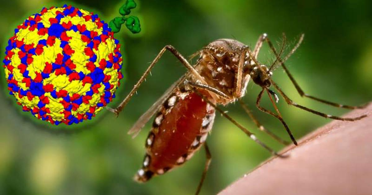 25 casi di febbre dengue in Martinica, le autorità chiedono vigilanza individuale e collettiva