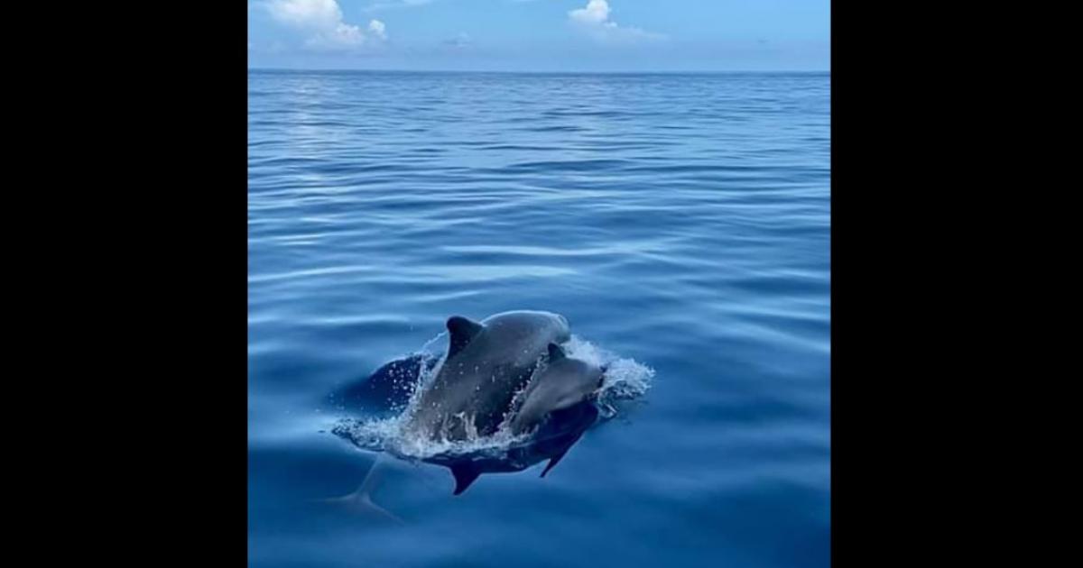Un Bebe Dauphin Et Sa Mere Apercus Dans Nos Eaux